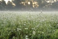 Beautiful misty morning landscape