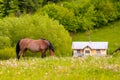 Beautiful misty summer landscape and horses grazing Royalty Free Stock Photo