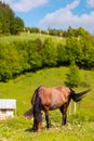 Beautiful misty summer landscape and horses grazing Royalty Free Stock Photo