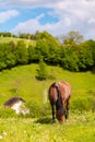 Beautiful misty summer landscape and horses grazing Royalty Free Stock Photo