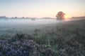 Beautiful misty sunrise over hills with pink heather Royalty Free Stock Photo