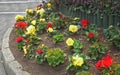 Beautiful mix of Begonias Roses and flowers in walled Garden in Ireland