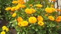 Beautiful mix of Calendula Begonias Roses and flowers in walled Garden in Ireland