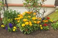 Beautiful mix of Calendula Begonias Roses and flowers in walled Garden in Ireland