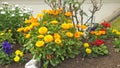 Beautiful mix of Calendula Begonias Roses and flowers in walled Garden in Ireland