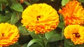 Beautiful mix of Calendula Begonias Roses and flowers in walled Garden in Ireland