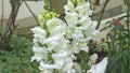 Beautiful mix of flowers in walled Garden in Ireland