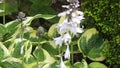 Beautiful mix of flowers in walled Garden in Ireland