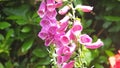 Beautiful mix of Fox Glove flowers and Roses in walled Garden in Ireland