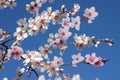 Beautiful mix of Japan cherry blossom pink flower sakura branch, sky on the background.