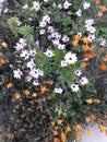 Beautiful mix of orange and white flowers Royalty Free Stock Photo