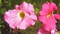 Beautiful mix of Petunia Begonias flowers and Roses in walled Garden in Ireland