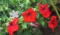 Beautiful mix of Petunia Begonias flowers and Roses in walled Garden in Ireland