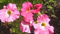 Beautiful mix of Petunia Begonias flowers and Roses in walled Garden in Ireland