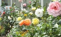 Beautiful mix of Roses and flowers in walled Garden in Ireland