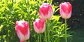 Tulips in Walled Gardens called Frendship