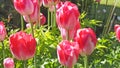 Tulips in Walled Gardens called Frendship