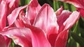 Tulips in Walled Gardens