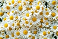A Beautiful Mix of White Flowers. Royalty Free Stock Photo