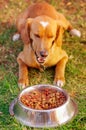 Beautiful mixed breed dog posing, waiting for permission to eat in front of metal bowl with fresh crunchy food sitting