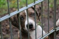 A beautiful mixed breeded puppy behind the fence