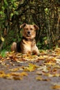 A beautiful mixed breeded shepherd dog is lying in autumn leafs in the forest