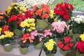 Beautiful mixed colored, begonia in pot.