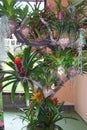 Beautiful mixed colored, bromeliads in pot.