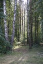 Beautiful mixed forest. Birches and pines Hot sunny summer Royalty Free Stock Photo