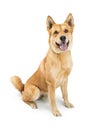 Happy Smiling Large Crossbreed Dog Royalty Free Stock Photo