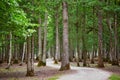 Beautiful mixed pine and deciduous forest with footwalk Royalty Free Stock Photo