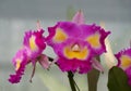 Beautiful mixed purple and yellow color of Miltoniopsis orchids