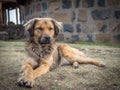 Beautiful mixed race dog laying on grass in front of stone building in mountains of Lesotho, Southern Africa