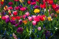 Beautiful mixed tulips - red, pink, yellow, purple Royalty Free Stock Photo