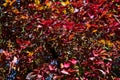 Beautiful mixture of colorful autumnal leaves