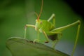 grasshopper close-up Royalty Free Stock Photo