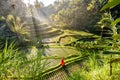 Beautiful model in red dress at Tegalalang Rice Terrace 7 Royalty Free Stock Photo