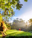 Beautiful model in red dress at Tegalalang Rice Terrace 14 Royalty Free Stock Photo