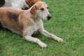 Foxhound Beagle Hunting Dog. Royalty Free Stock Photo