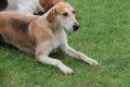 Foxhound Beagle Hunting Dog.