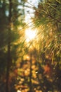 Beautiful Modern Nature Background Sunset Through Green Pine Needles