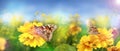 Beautiful modern summer background with yellow flowers and butterflies against the blue sky.