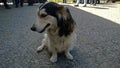 Beautiful modest little stray dog in Abkhazia sits on the pavement.