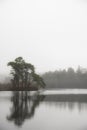 Beautiful mody Autumn Fall landscape of woodland and lake with mist fog during early morning Royalty Free Stock Photo
