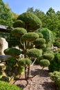 Beautiful molded juniper bonsai tree in a Japanese garden. Royalty Free Stock Photo