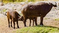 Beautiful moment when a Buffalo mother is breastfeeding her children Royalty Free Stock Photo