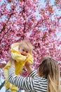 A beautiful moment of mother lifting son up under cherry blossoms Royalty Free Stock Photo