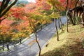 Beautiful Momiji autumn colorful maple background at Kiyomizu-Dera temple and Kyoto, Japan, Kiyomizu-Dera is UNESCO world Royalty Free Stock Photo