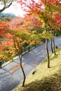 Beautiful Momiji autumn colorful maple background at Kiyomizu-Dera temple and Kyoto, Japan, Kiyomizu-Dera is UNESCO world Royalty Free Stock Photo