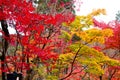 Colorful Momiji autumn colorful maple background at Kiyomizu-Dera temple and Kyoto, Japan, Kiyomizu-Dera is UNESCO world heri Royalty Free Stock Photo